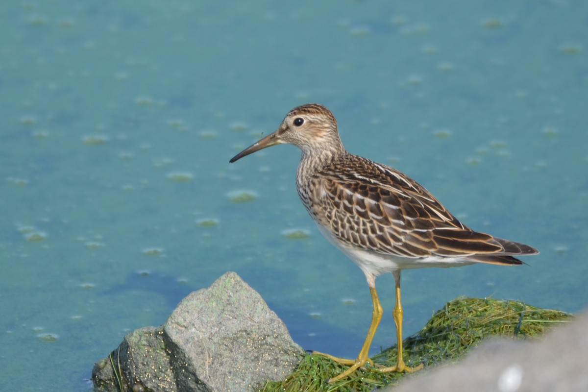 Pectoral Sandpiper - ML608946240