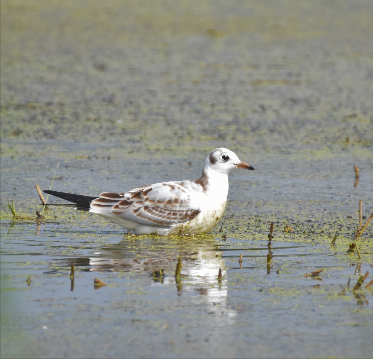 Mouette rieuse - ML608946256