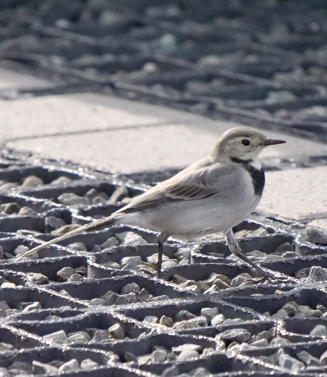 White Wagtail - ML608946262