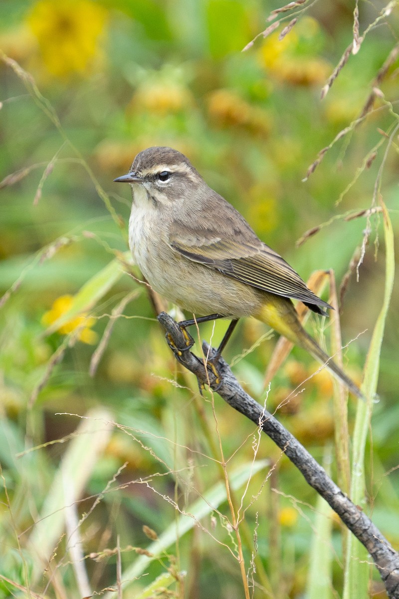 Palm Warbler - ML608946376