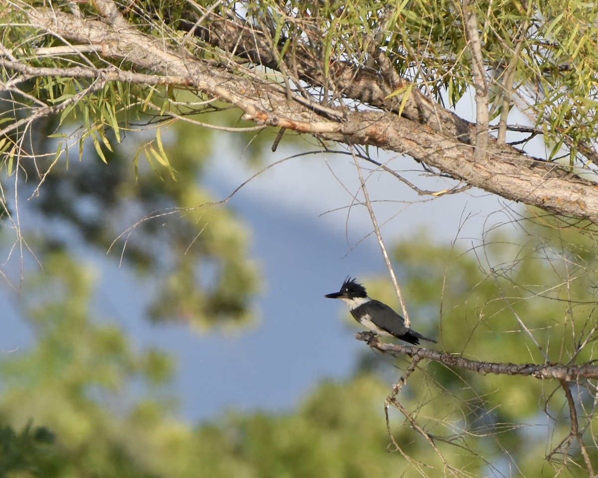 Belted Kingfisher - ML608946401