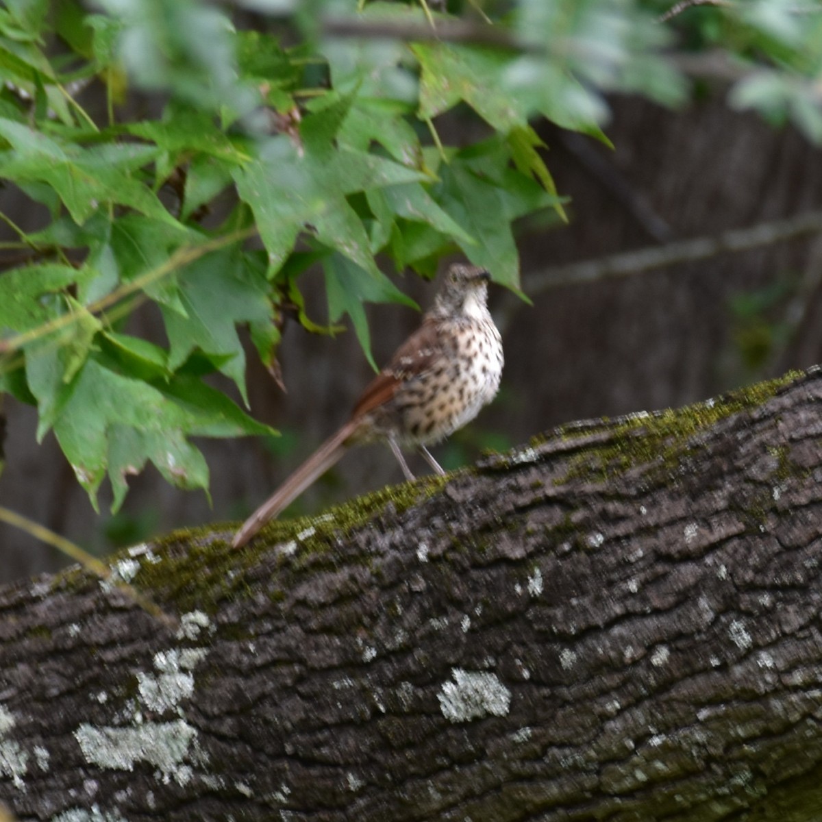 Brown Thrasher - ML608946432