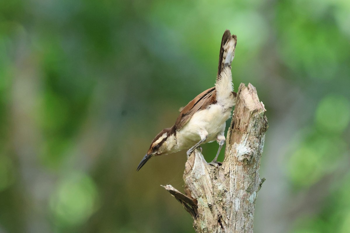 Bicolored Wren - Jorge Alcalá