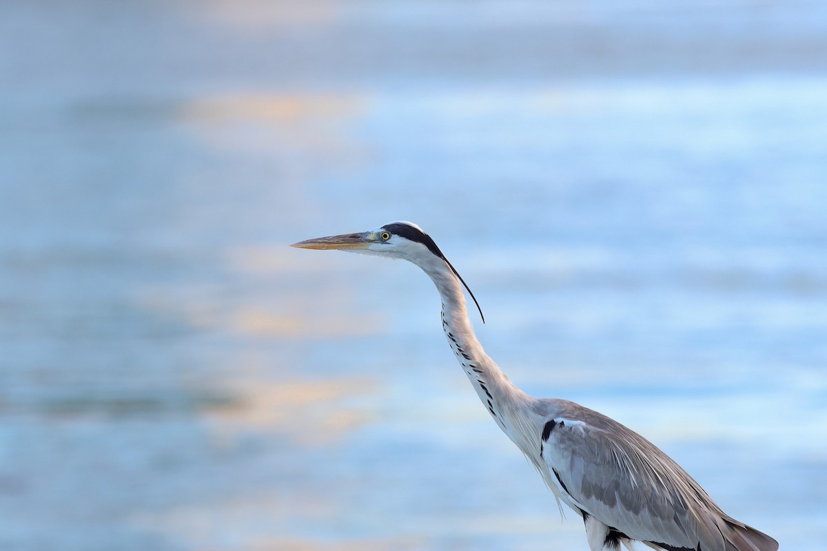 Gray Heron - Yuji Tateoka