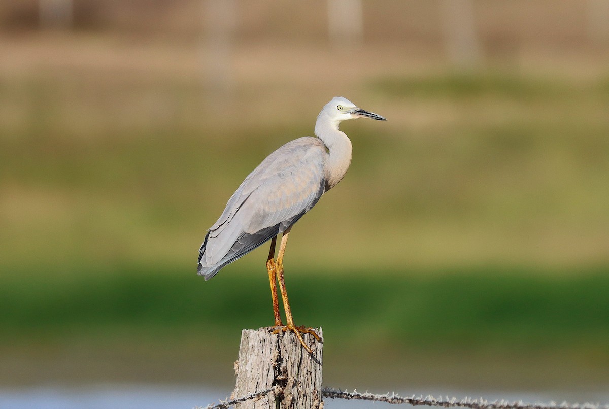 White-faced Heron - Wayne Paes