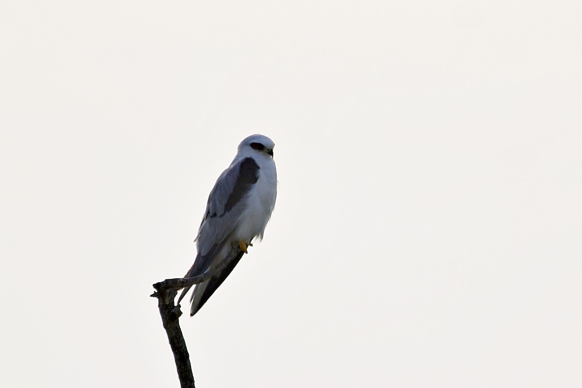 White-tailed Kite - ML608946535