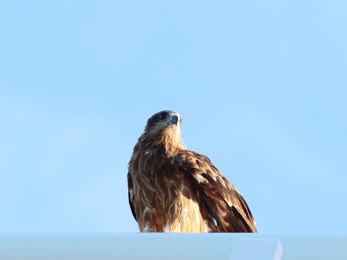 Black Kite - ML608946637