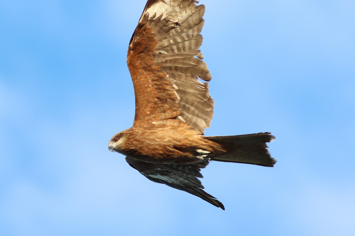 Black Kite - Yuji Tateoka