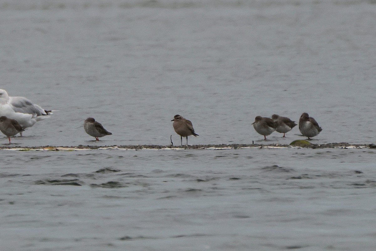 American Golden-Plover - ML608946667