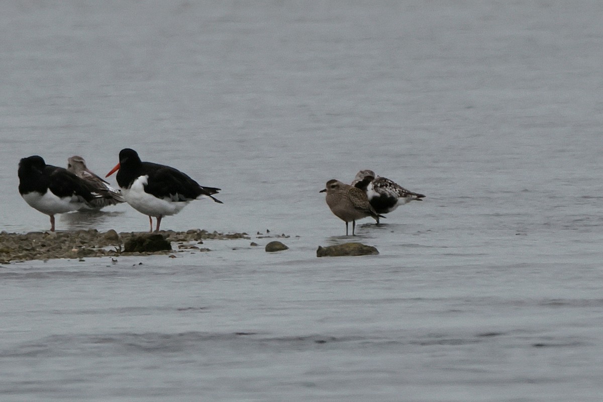 American Golden-Plover - ML608946669