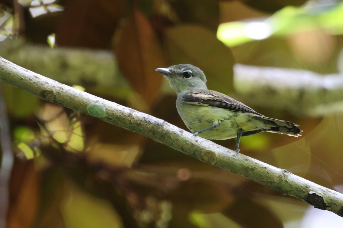 White-winged Becard - ML608946688