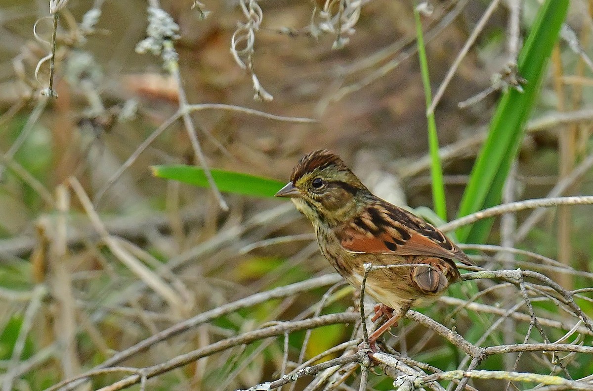 Swamp Sparrow - ML608946803
