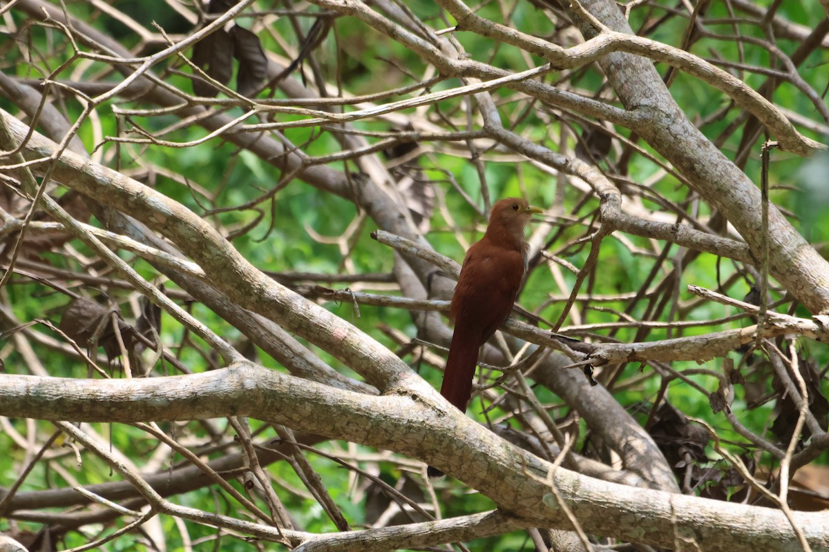 Squirrel Cuckoo - Jorge Alcalá