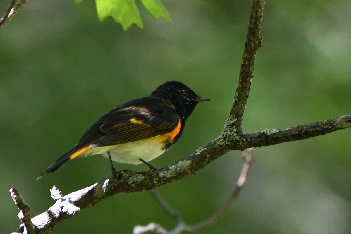 American Redstart - ML608946940