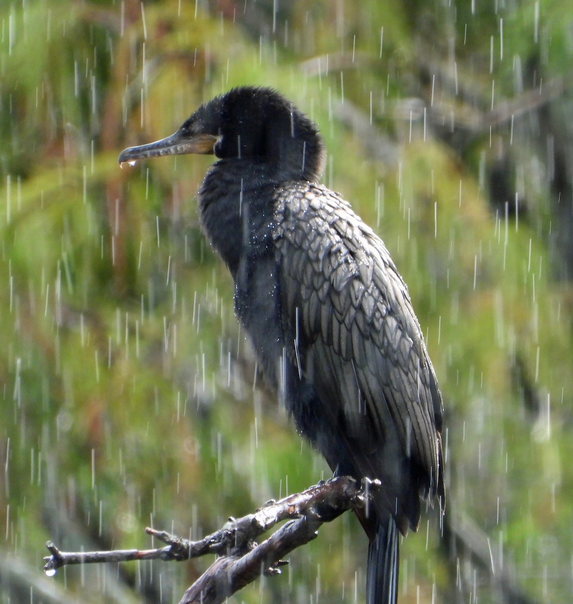 Neotropic Cormorant - ML608947004