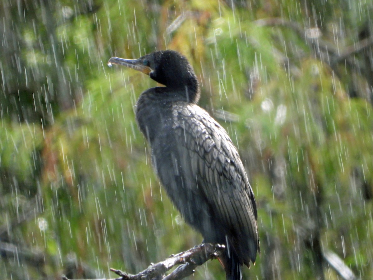 Neotropic Cormorant - ML608947007