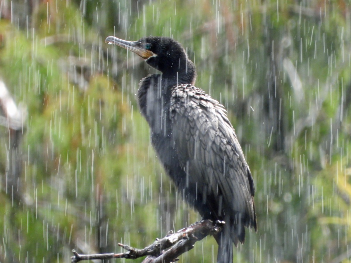 Neotropic Cormorant - ML608947014