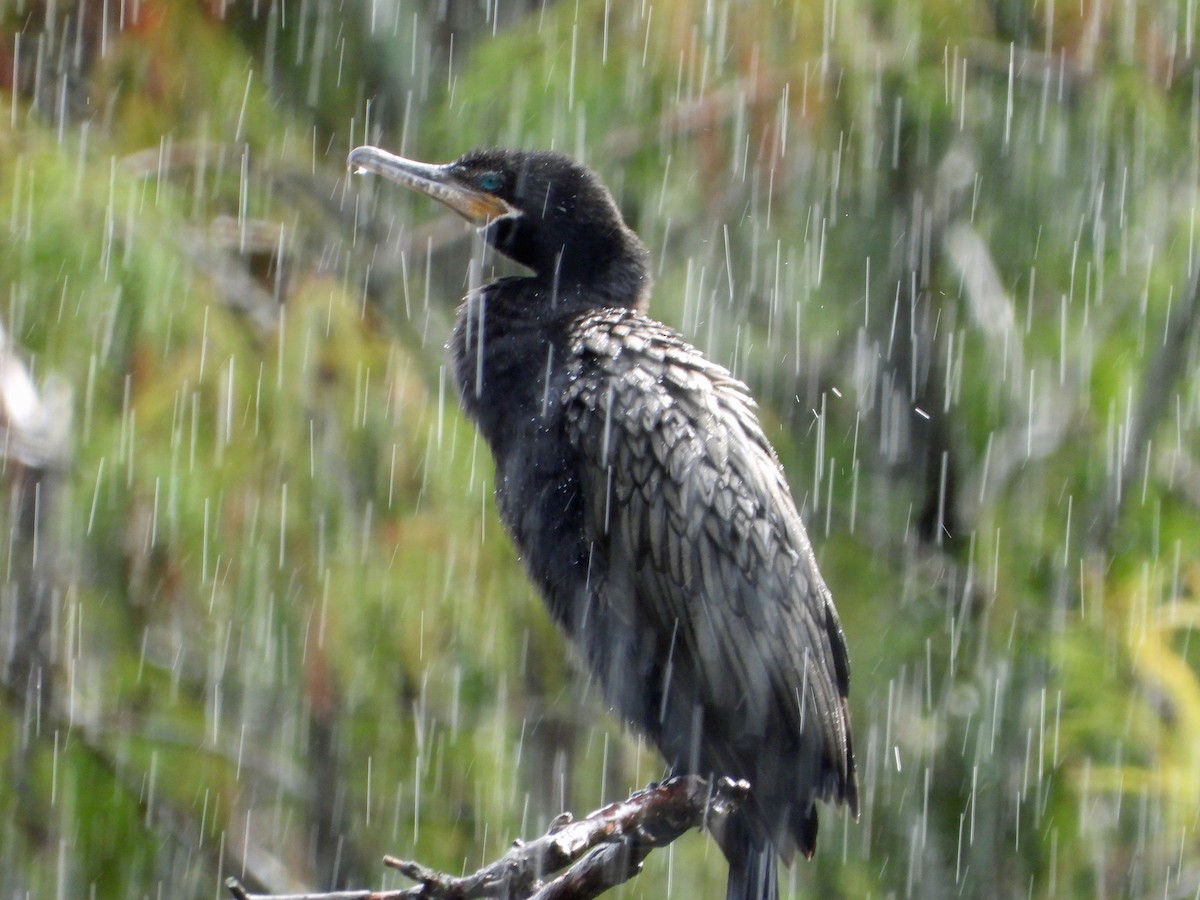 Neotropic Cormorant - ML608947016