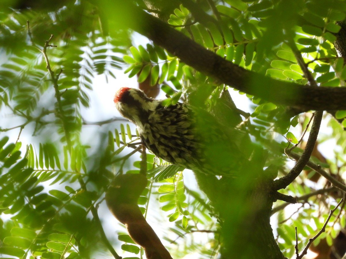 Yellow-crowned Woodpecker - ML608947040