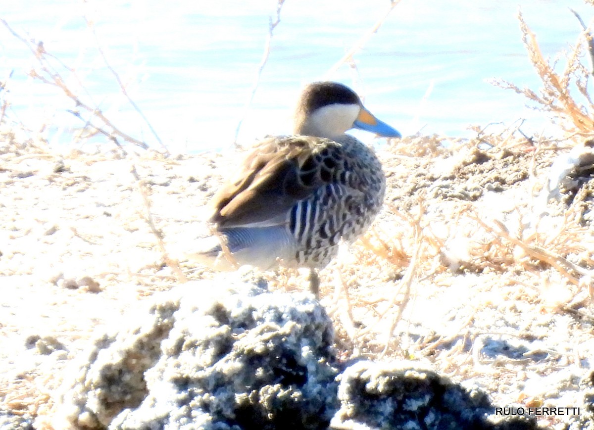 Silver Teal - feliciano osvaldo ferretti