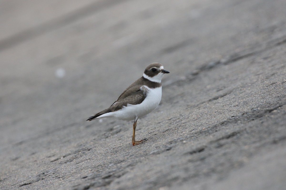 Semipalmated Plover - ML608947164
