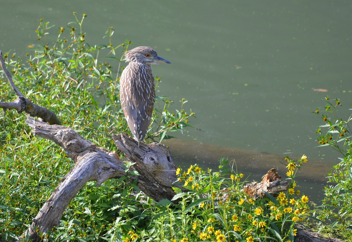 Black-crowned Night Heron - ML608947211