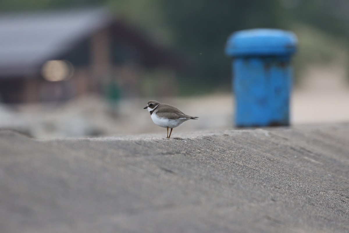 Semipalmated Plover - ML608947214