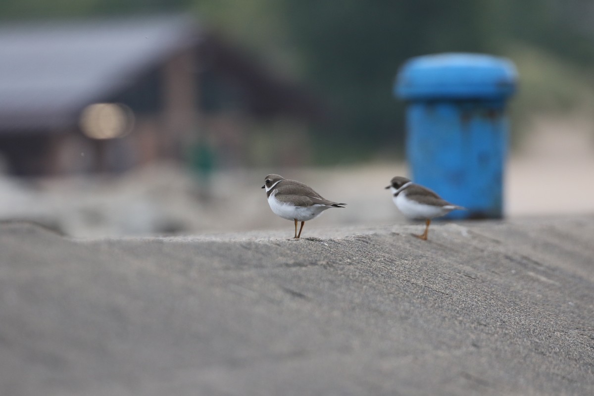 Semipalmated Plover - ML608947216