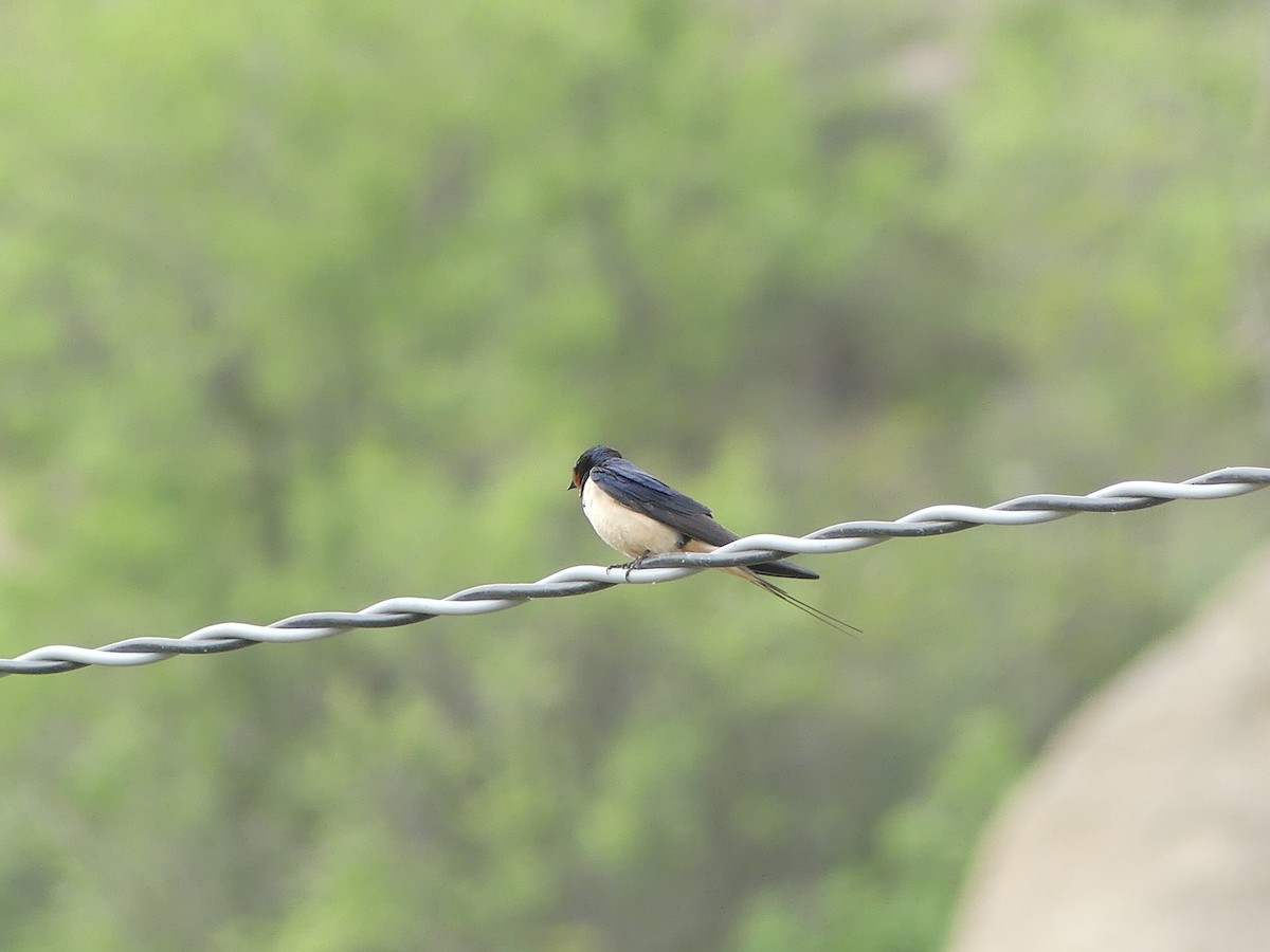 Barn Swallow - Robin Duska