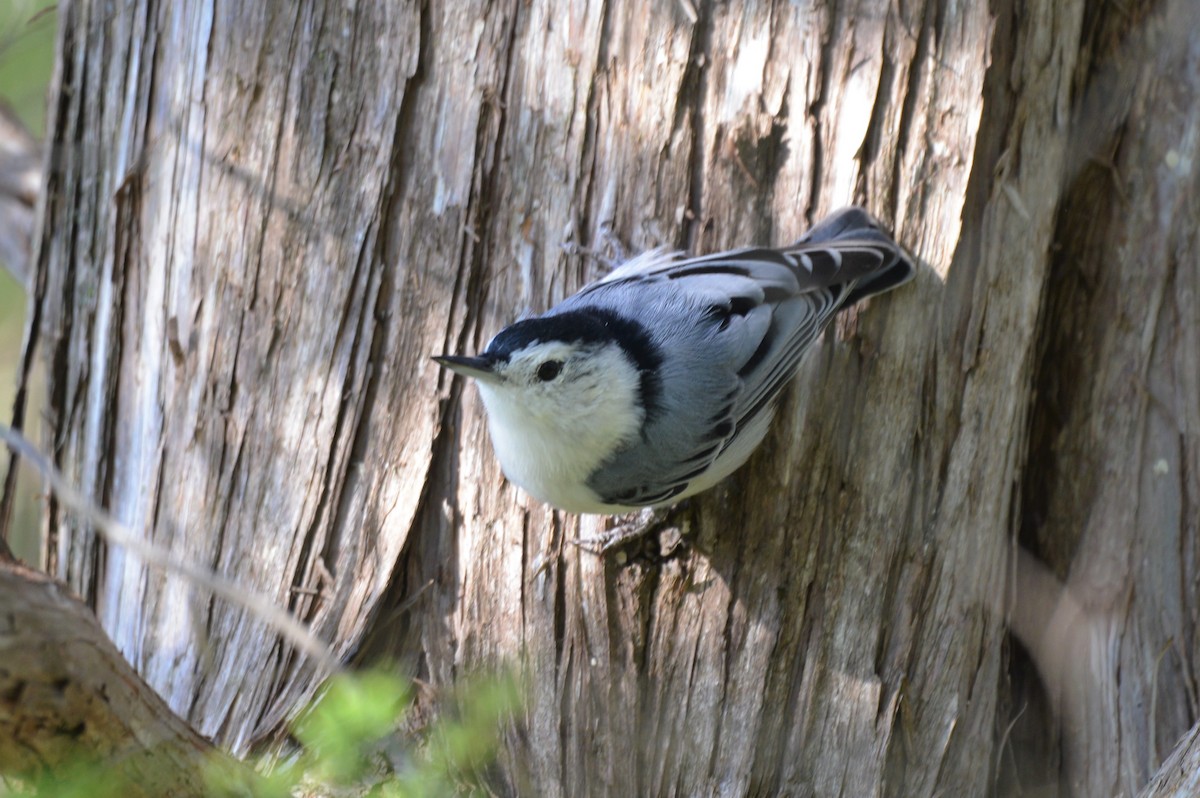 White-breasted Nuthatch - ML608947226