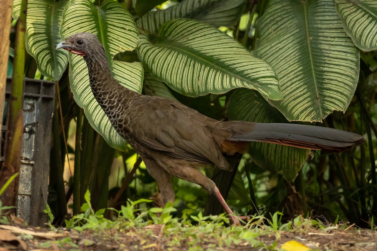 Colombian Chachalaca - ML608947256