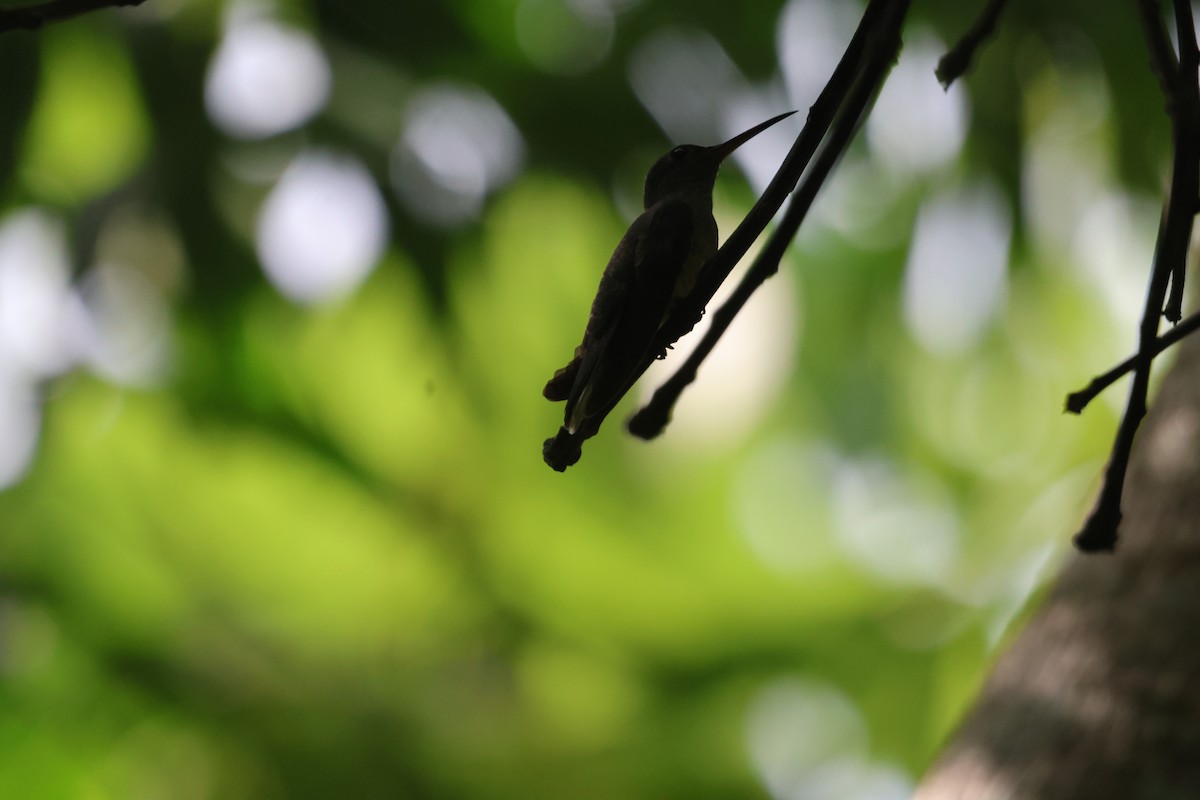 Scaly-breasted Hummingbird - ML608947328