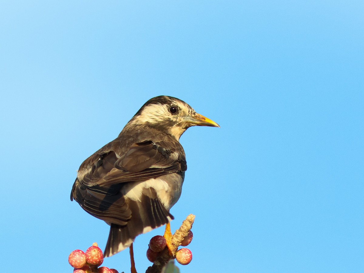 White-cheeked Starling - ML608947378