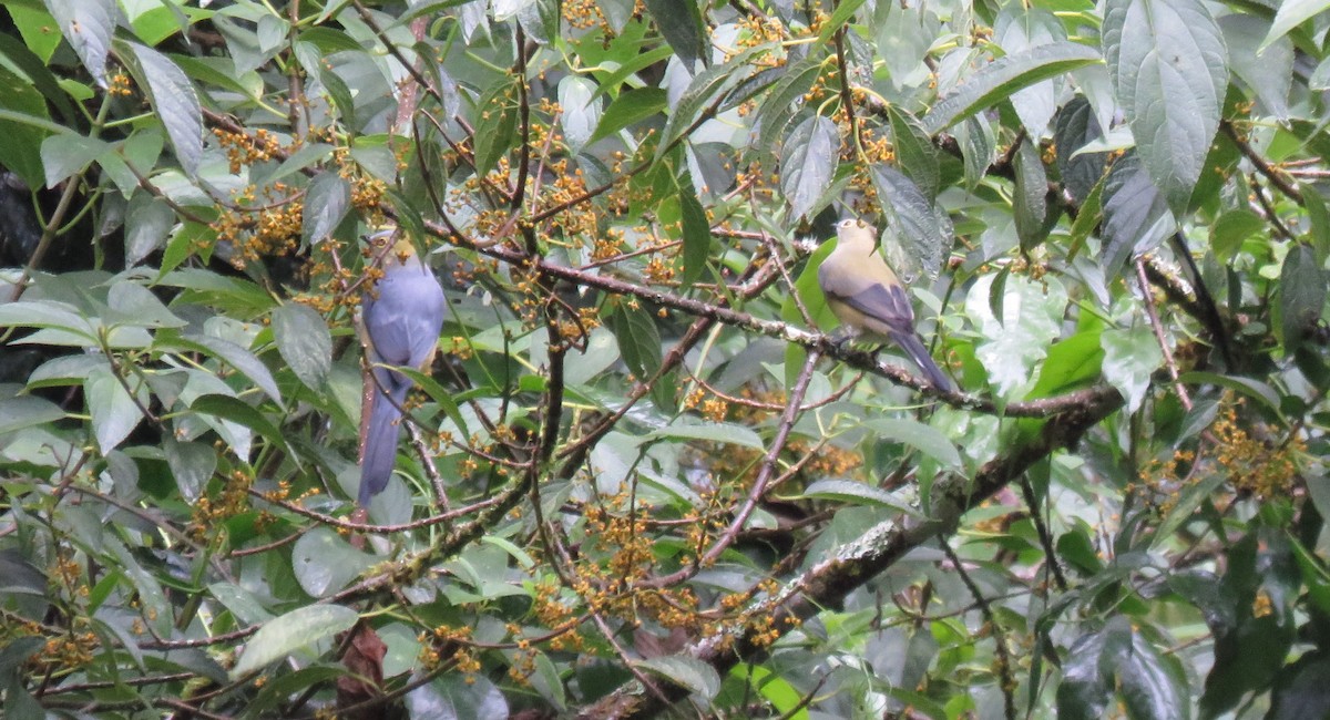 Long-tailed Silky-flycatcher - ML608947409