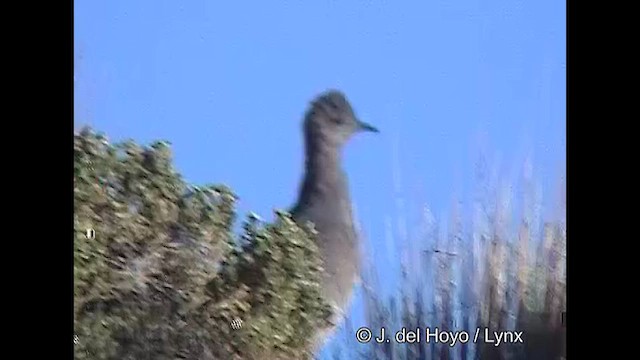 Ornate Tinamou - ML608947455