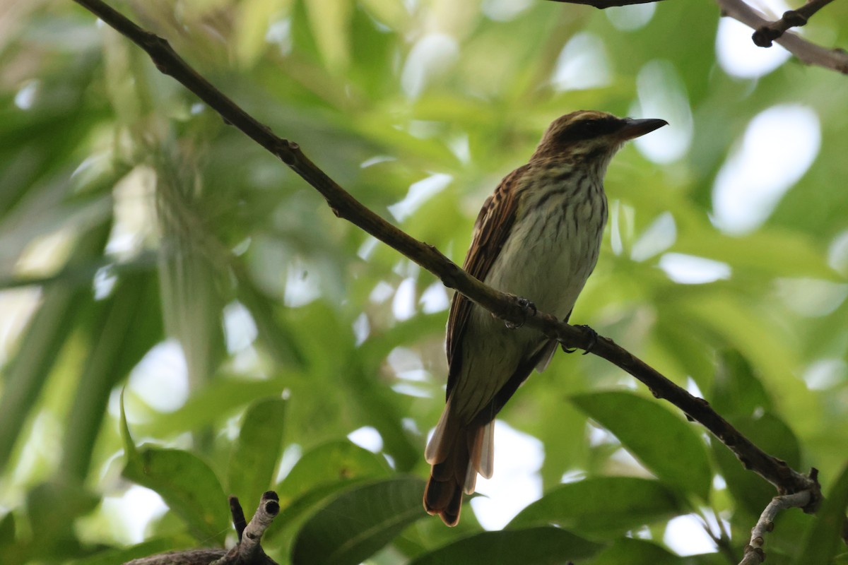 Streaked Flycatcher - ML608947490