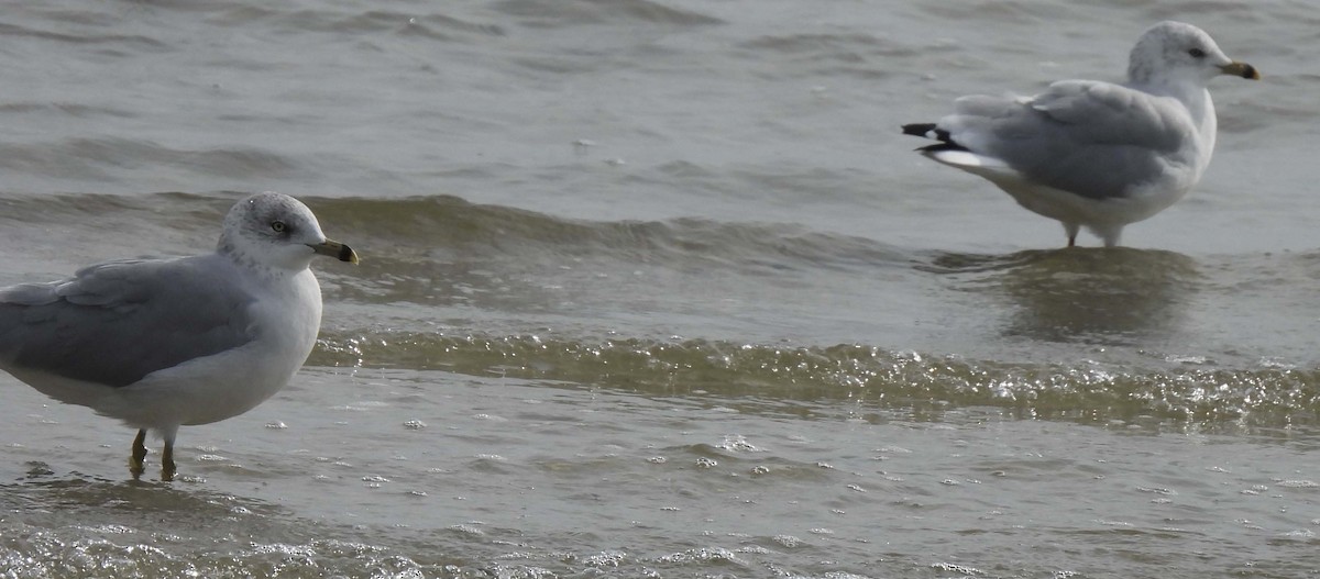 Ring-billed Gull - ML608947599