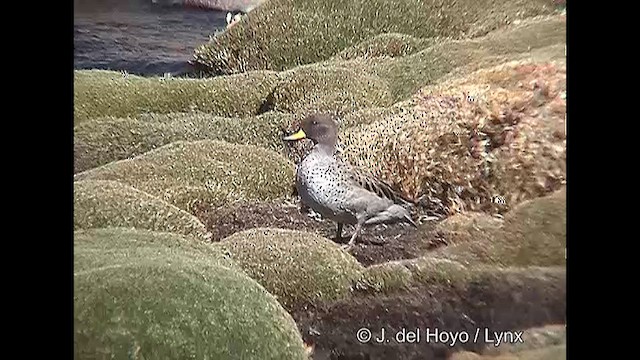 Yellow-billed Teal (oxyptera) - ML608947625