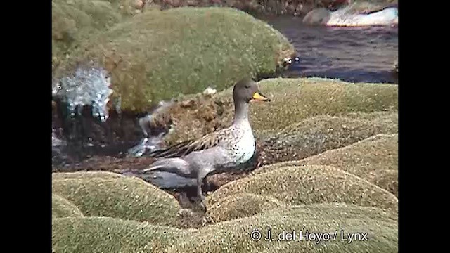 Sarcelle tachetée (oxyptera) - ML608947715