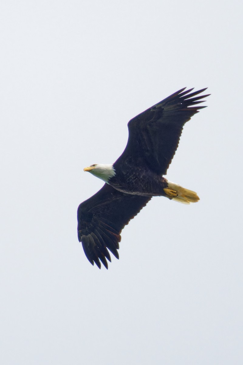 Bald Eagle - ML608947723