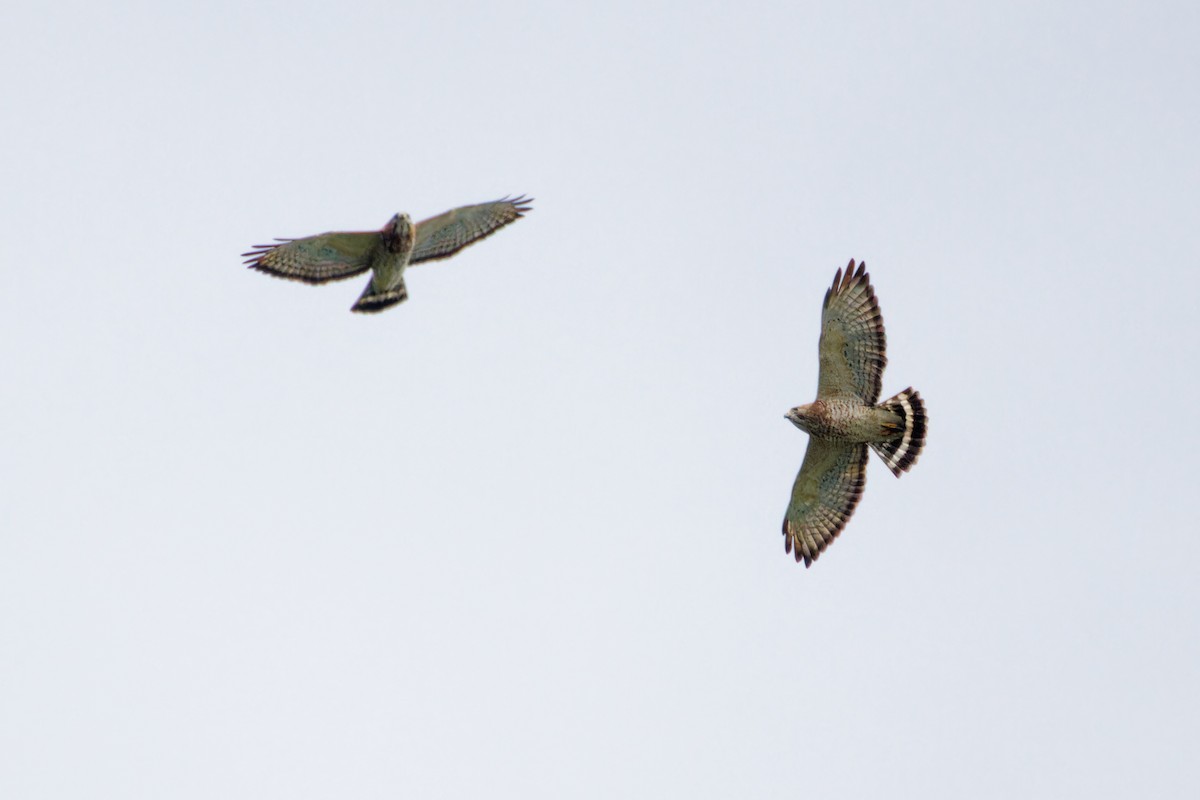 Broad-winged Hawk - ML608947740