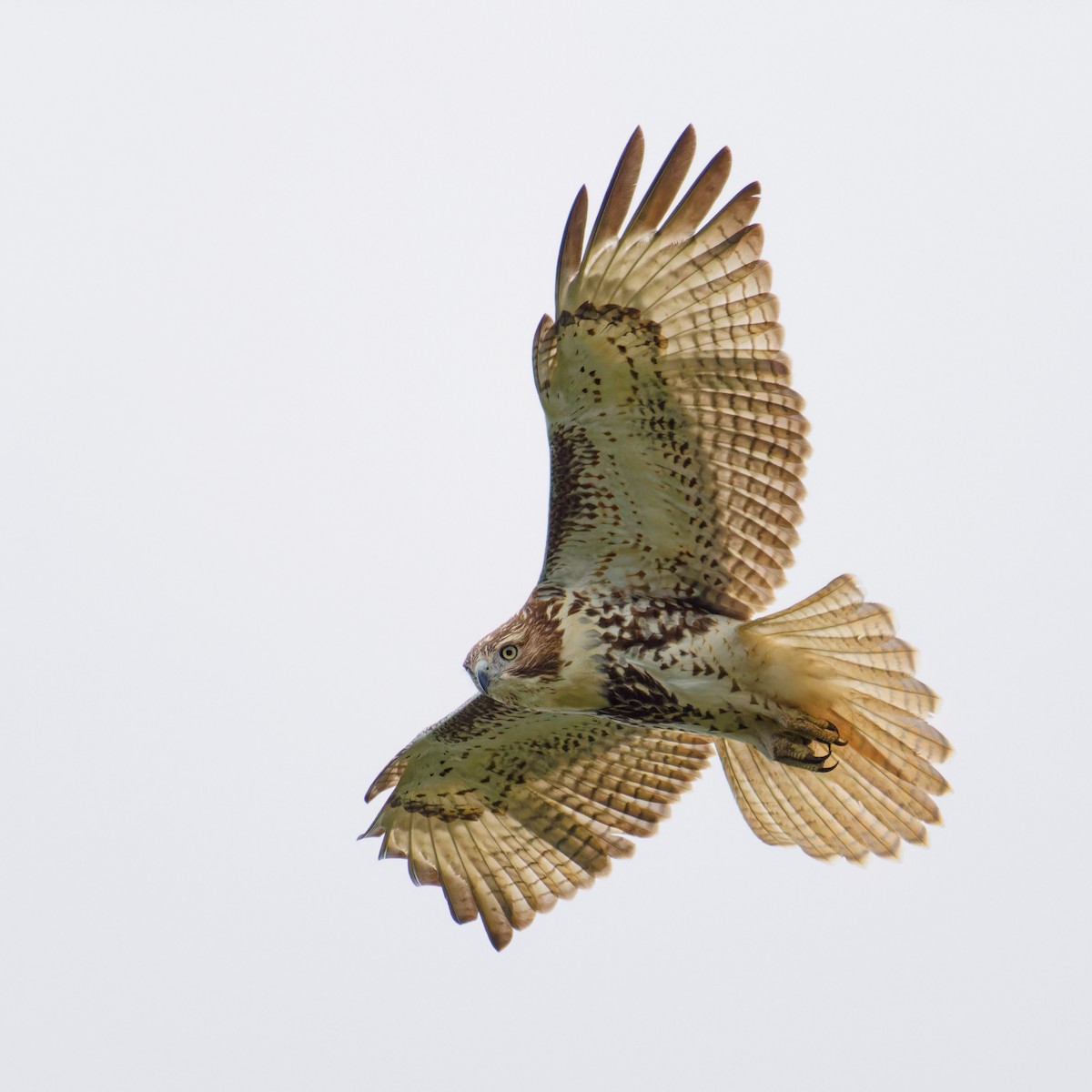 Red-tailed Hawk - ML608947767