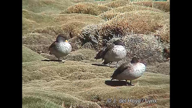 Yellow-billed Teal (oxyptera) - ML608947777