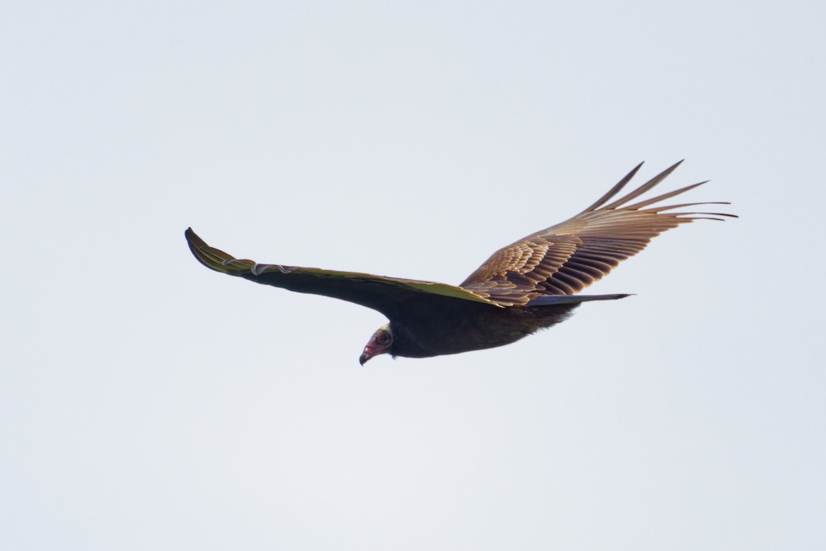 Turkey Vulture - ML608947797
