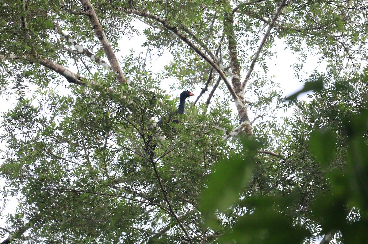 Wattled Curassow - ML608947824