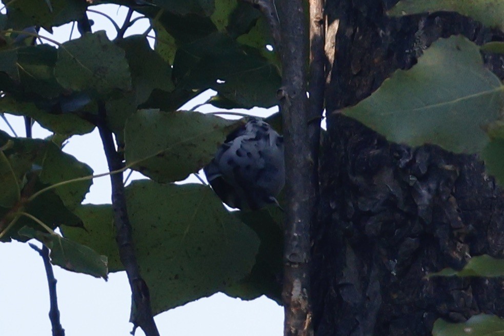 Black-and-white Warbler - ML608947940