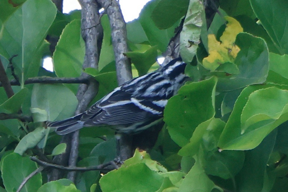 Black-and-white Warbler - ML608947941