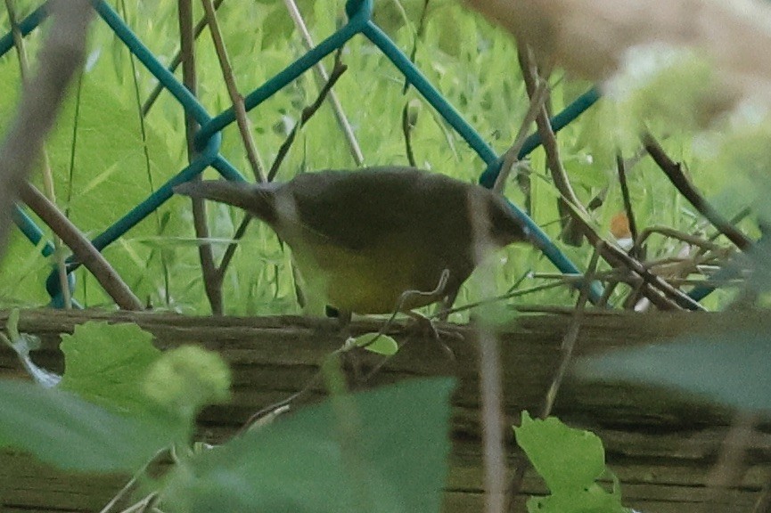 Connecticut Warbler - Daniel Morton