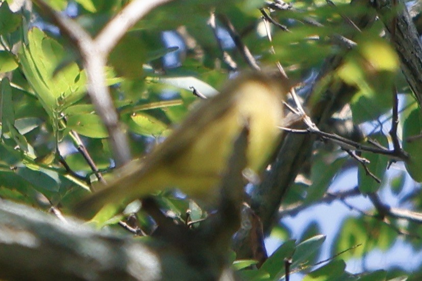 Connecticut Warbler - Daniel Morton