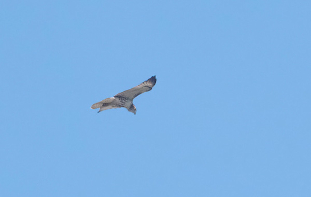 Red-tailed Hawk - ML608947984